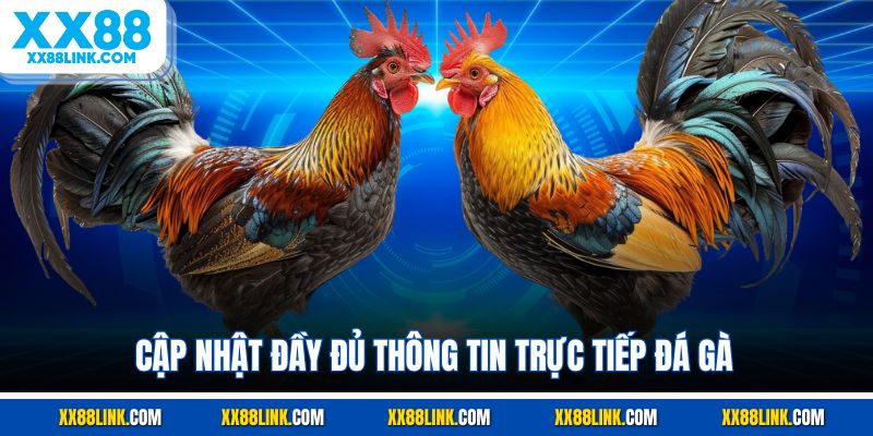 Cập nhật đầy đủ thông tin trực tiếp đá gà