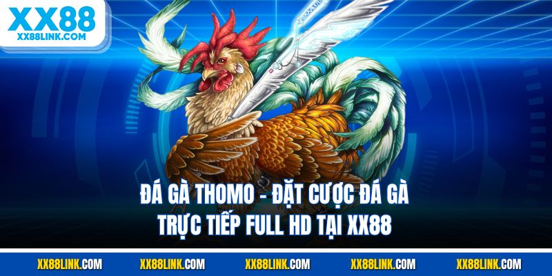 Đá Gà Thomo - Đặt Cược Đá Gà Trực Tiếp Full Hd Tại XX88
