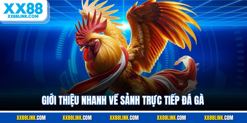 Giới thiệu nhanh về sảnh trực tiếp đá gà 