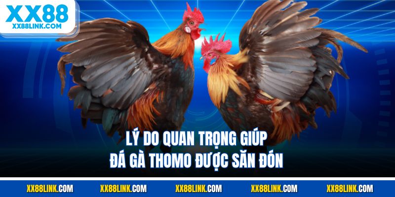 Lý do quan trọng giúp đá gà Thomo được săn đón
