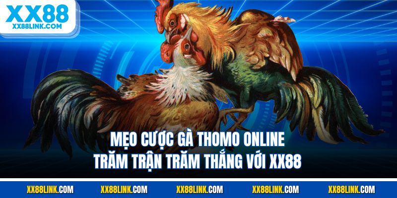 Mẹo cược gà Thomo online trăm trận trăm thắng với XX88